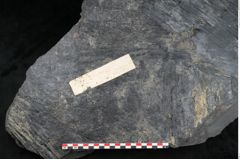Foto (Detailansicht) von Sigillaria subrotunda Brongniart (NHMW-GEO-2024-0188-11235)